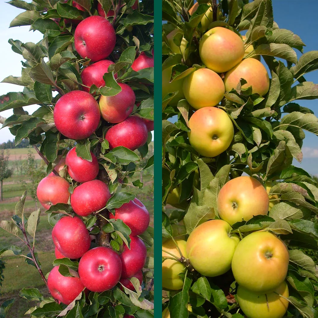 2-in-1 Fruit Snacks® Columnar Apple Tree - Image 2
