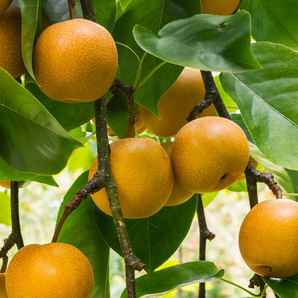 20th Century (Nijisseiki) Asian Pear - Image 2