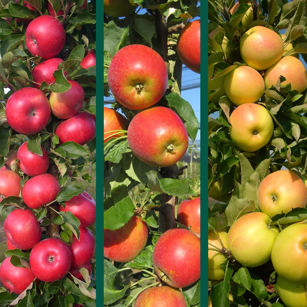 3-in-1 Fruit Snacks® Columnar Apple Tree - Image 2