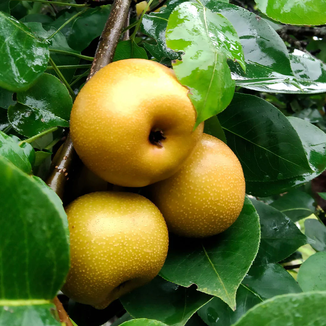 4-in-1 Asian Pear Tree - Image 3