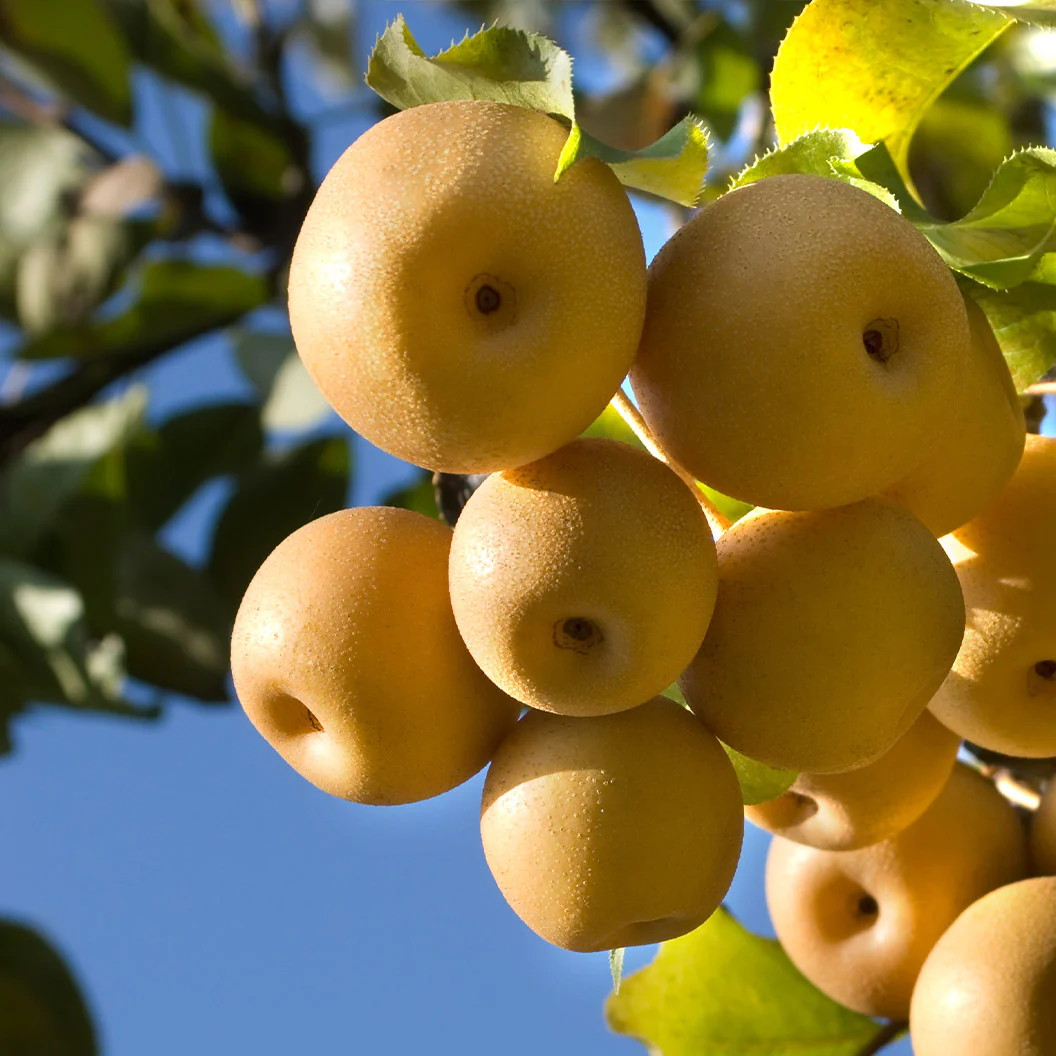 4-in-1 Asian Pear Tree - Image 4