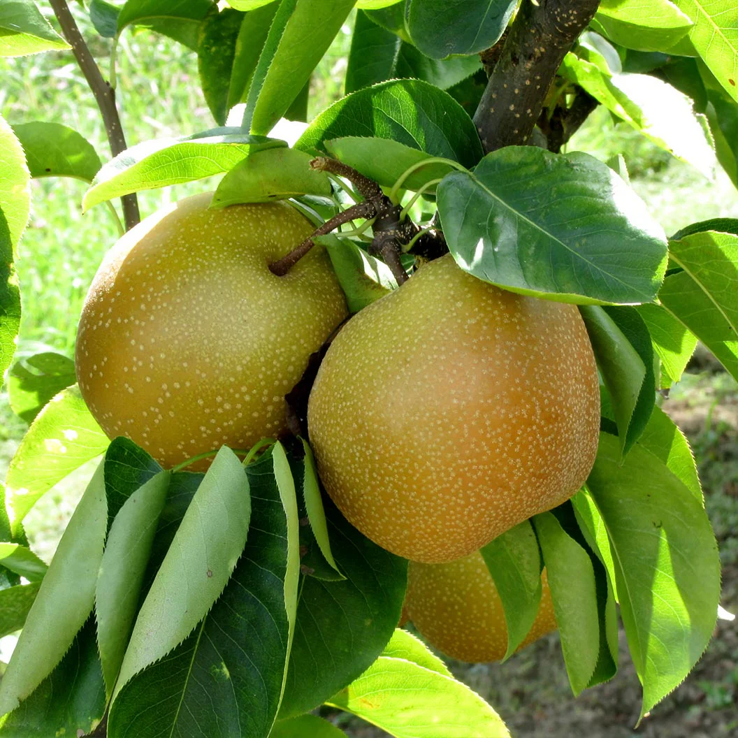 4-in-1 Asian Pear Tree - Image 5