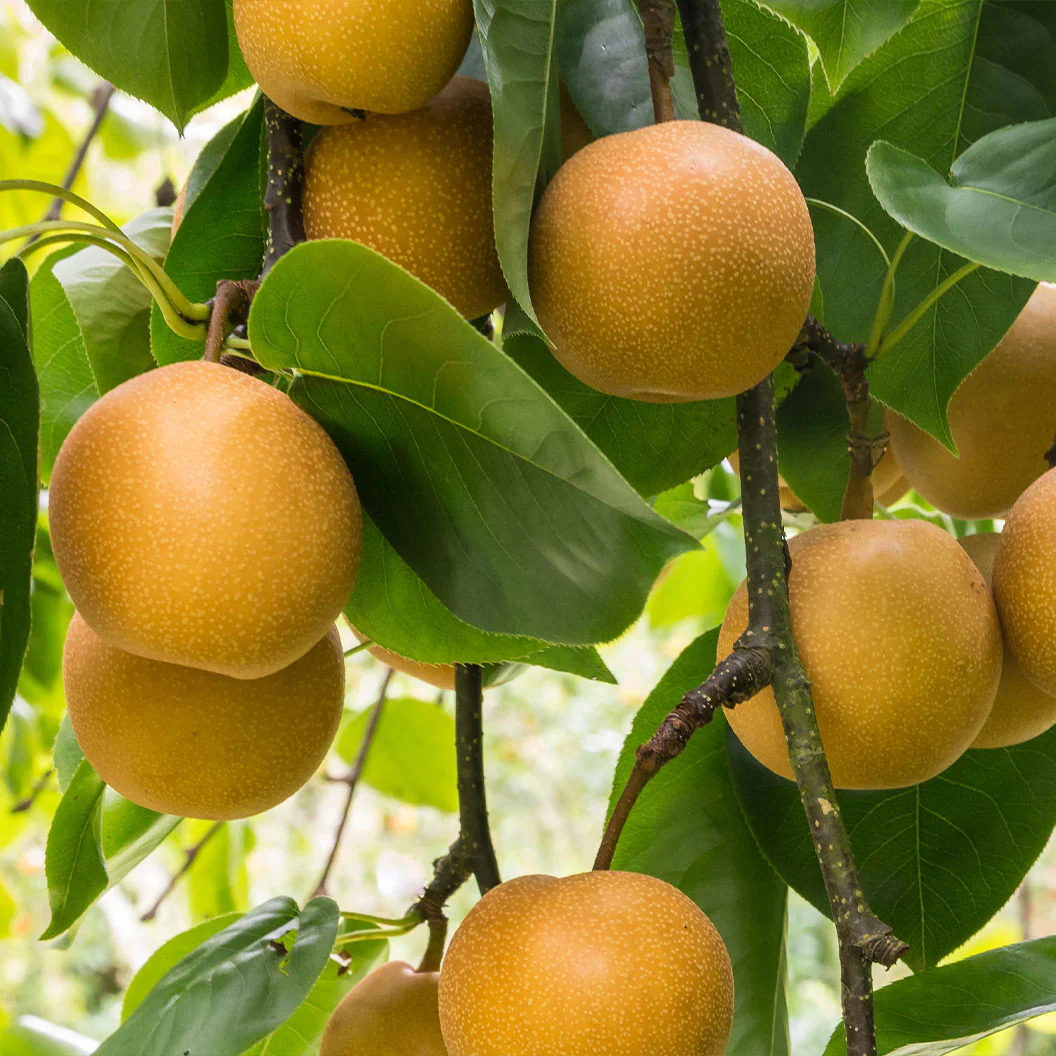 4-in-1 Asian Pear Tree - Image 6