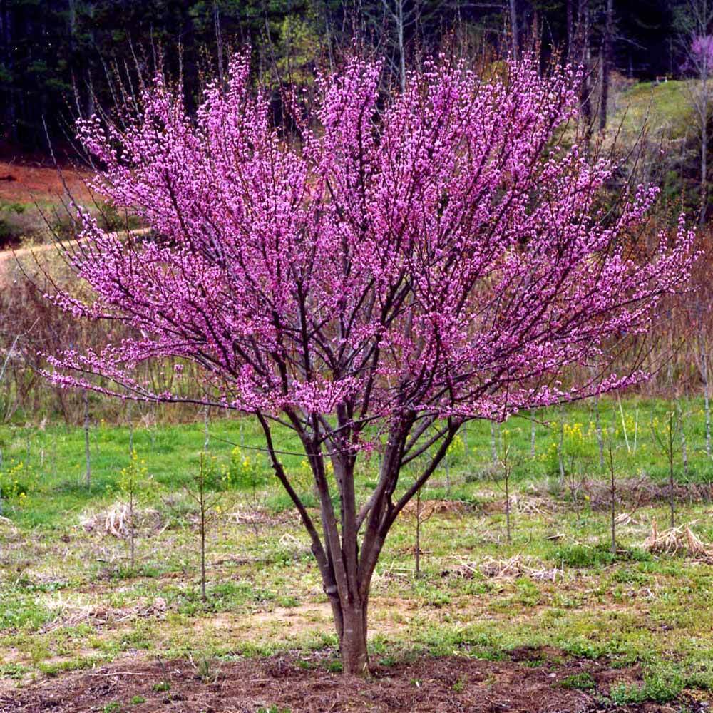 Ace of Hearts Redbud Tree - Image 4