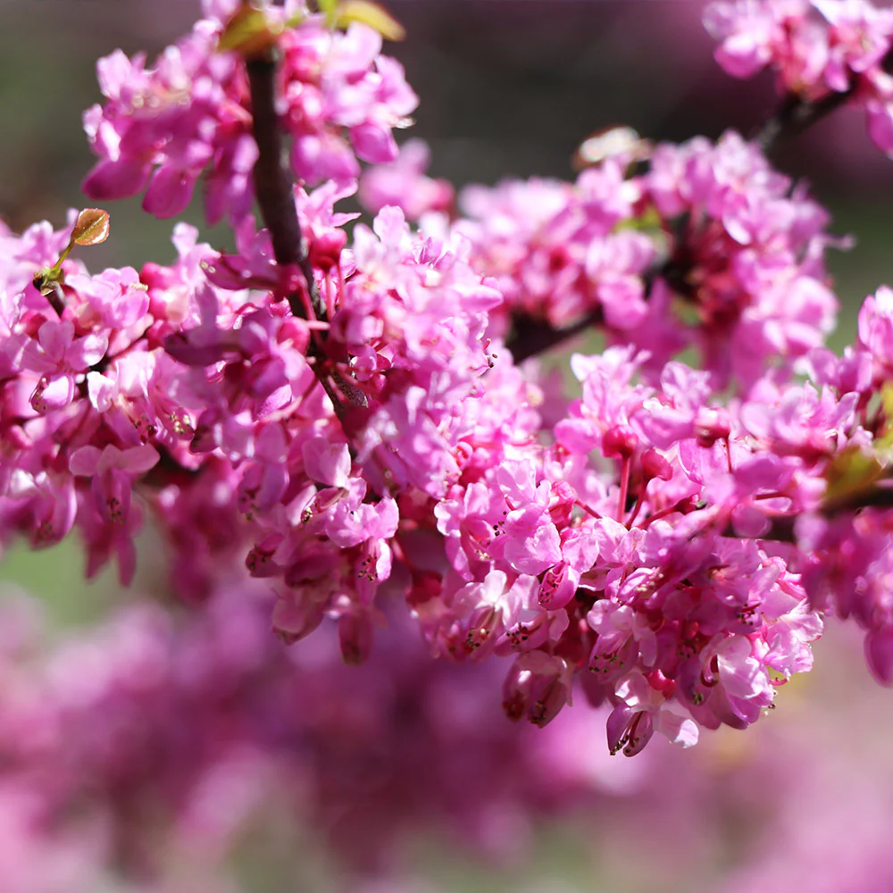 Ace of Hearts Redbud Tree - Image 5