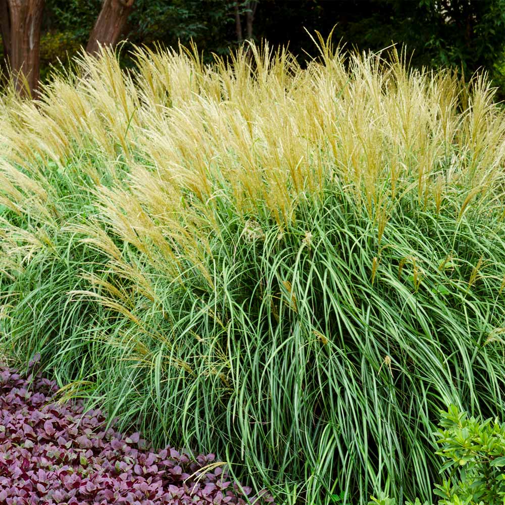 Adagio Maiden Grass - Image 3