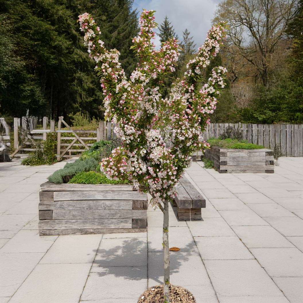 Adirondack Crabapple Tree - Image 2