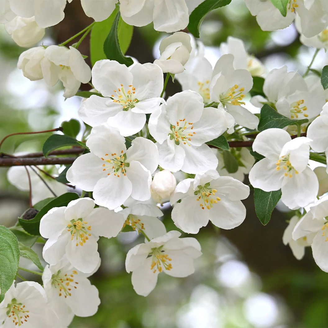 Adirondack Crabapple Tree - Image 3