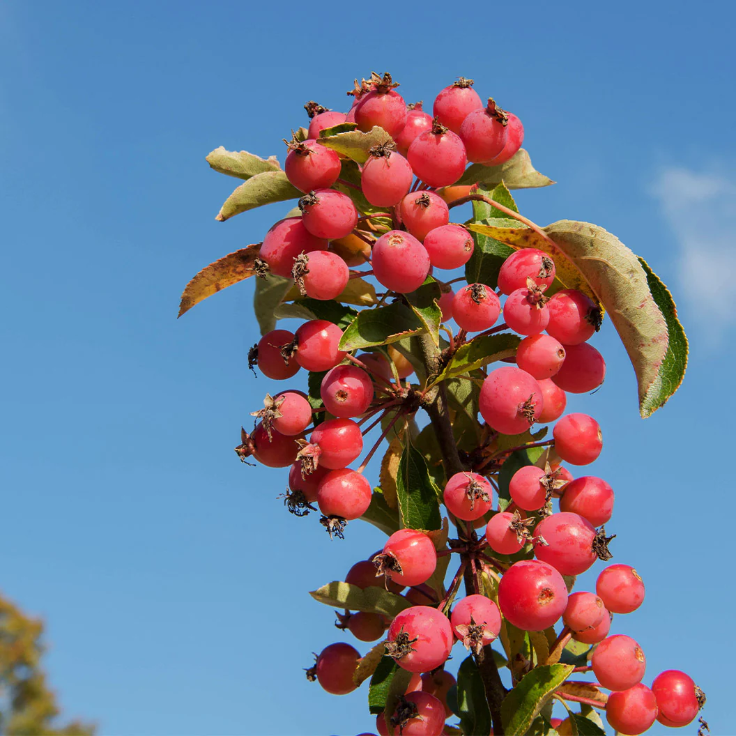 Adirondack Crabapple Tree - Image 4