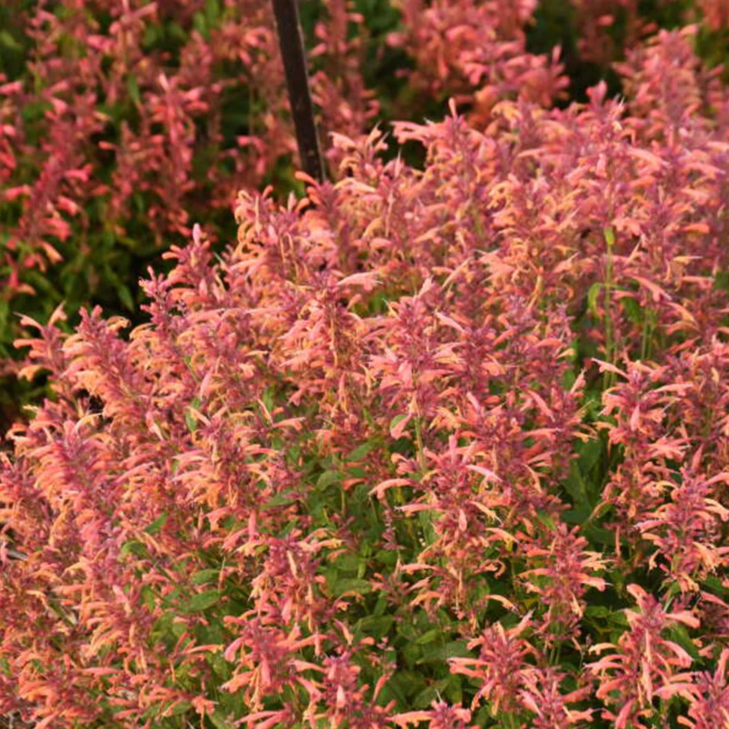 Agastache Guava Lava - Image 2