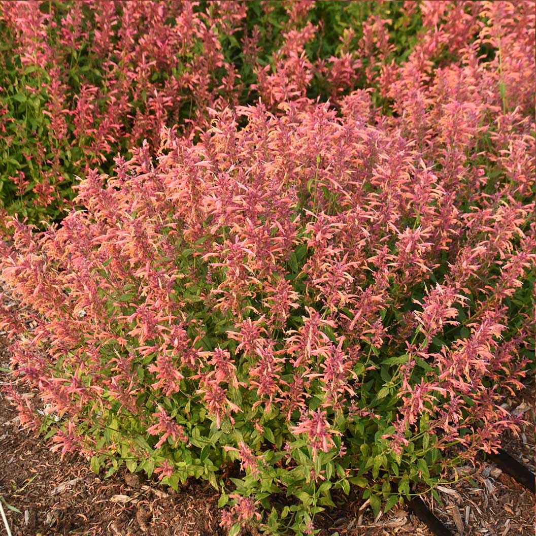 Agastache Guava Lava - Image 3