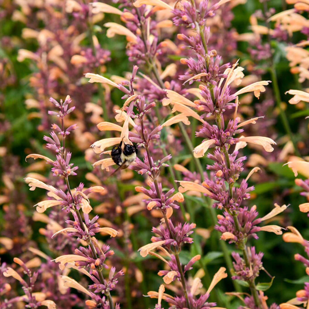 Proven Winners® Agastache Meant to Bee™ Queen Nectarine - Image 2