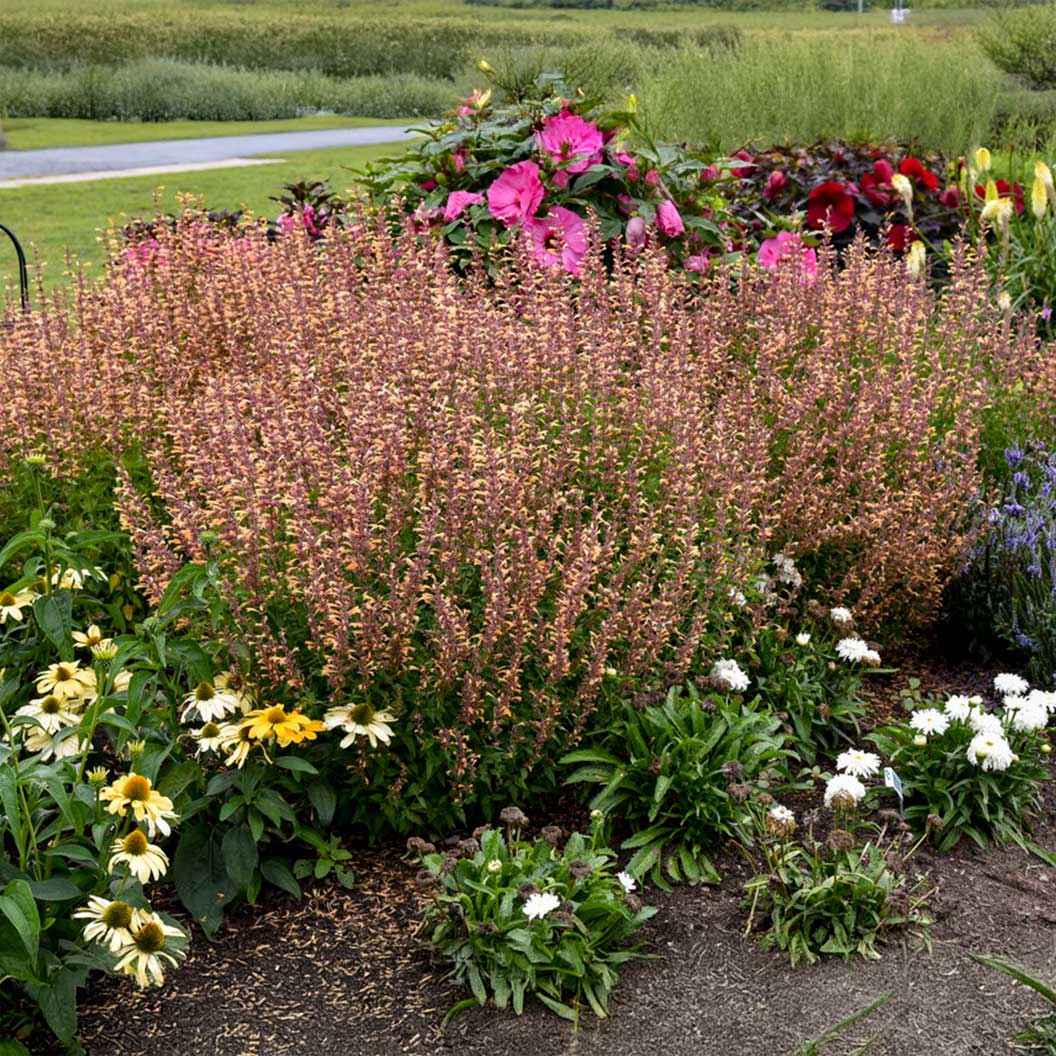 Proven Winners® Agastache Meant to Bee™ Queen Nectarine - Image 3