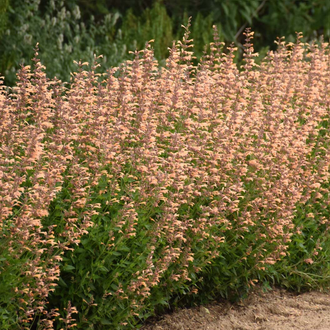 Proven Winners® Agastache Meant to Bee™ Queen Nectarine - Image 4