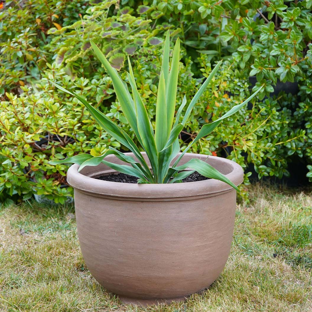 Crescent Garden Agave Planter - Image 3