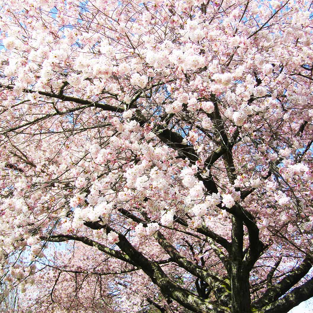Akebono Cherry Tree - Image 3