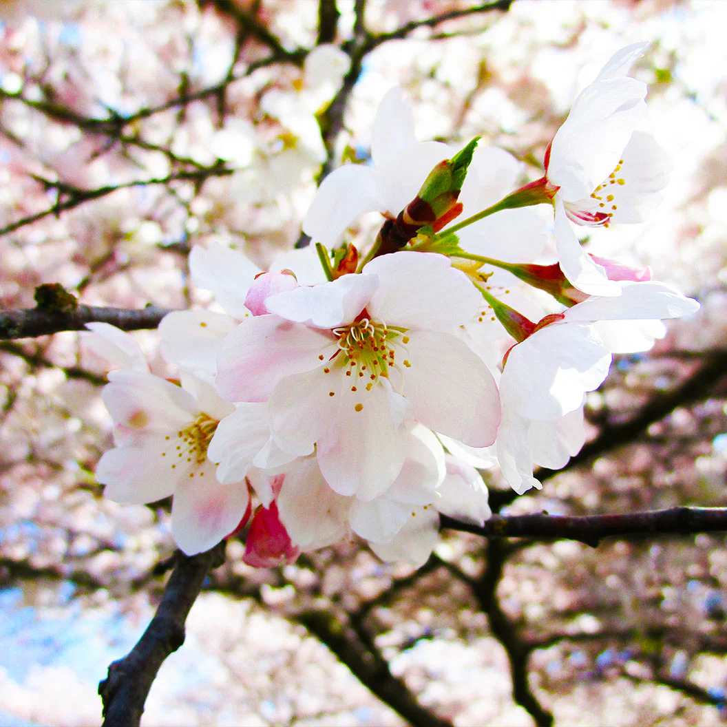 Akebono Cherry Tree - Image 4