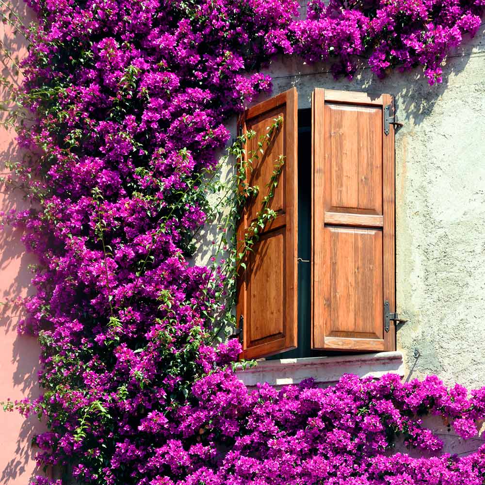 Alexandra Bougainvillea - Image 2
