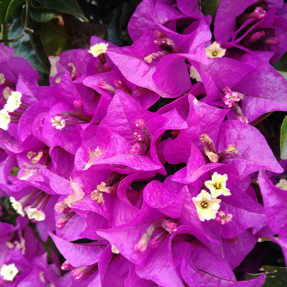 Alexandra Bougainvillea - Image 3