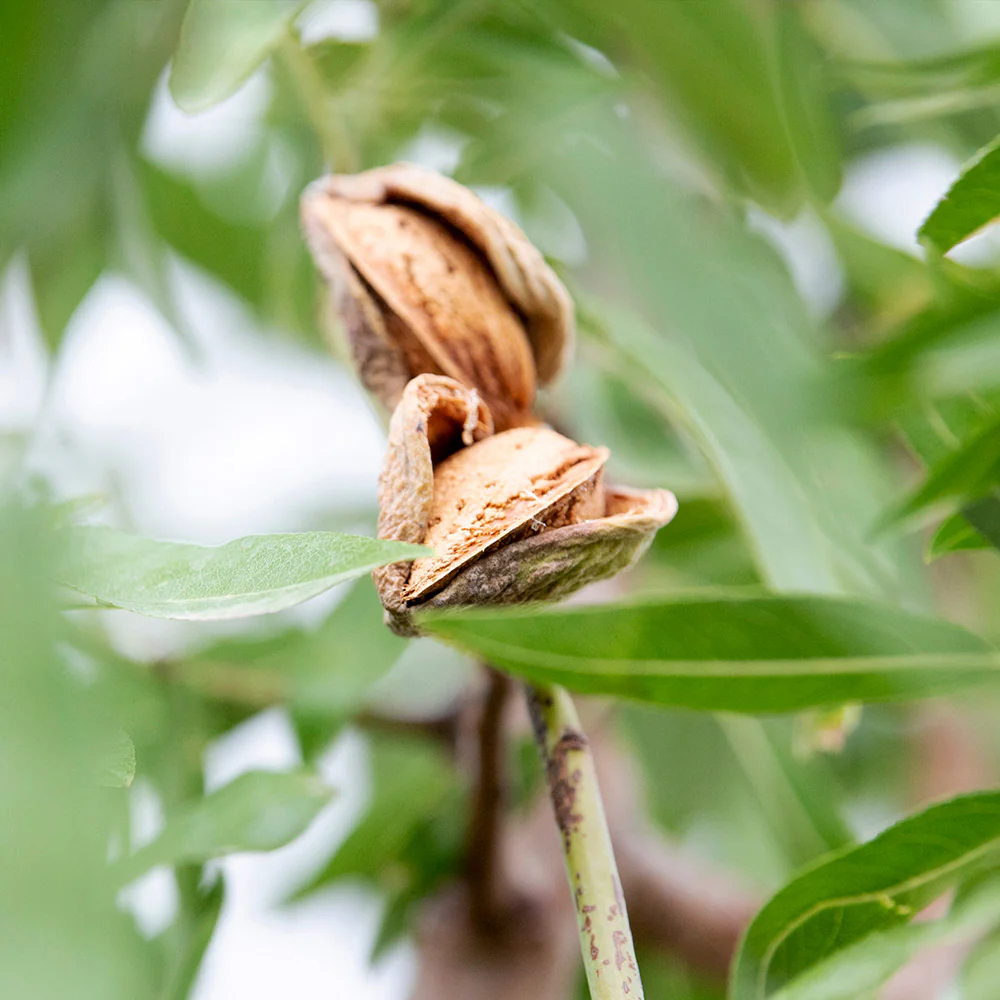 All-in-One Almond Tree - Image 3
