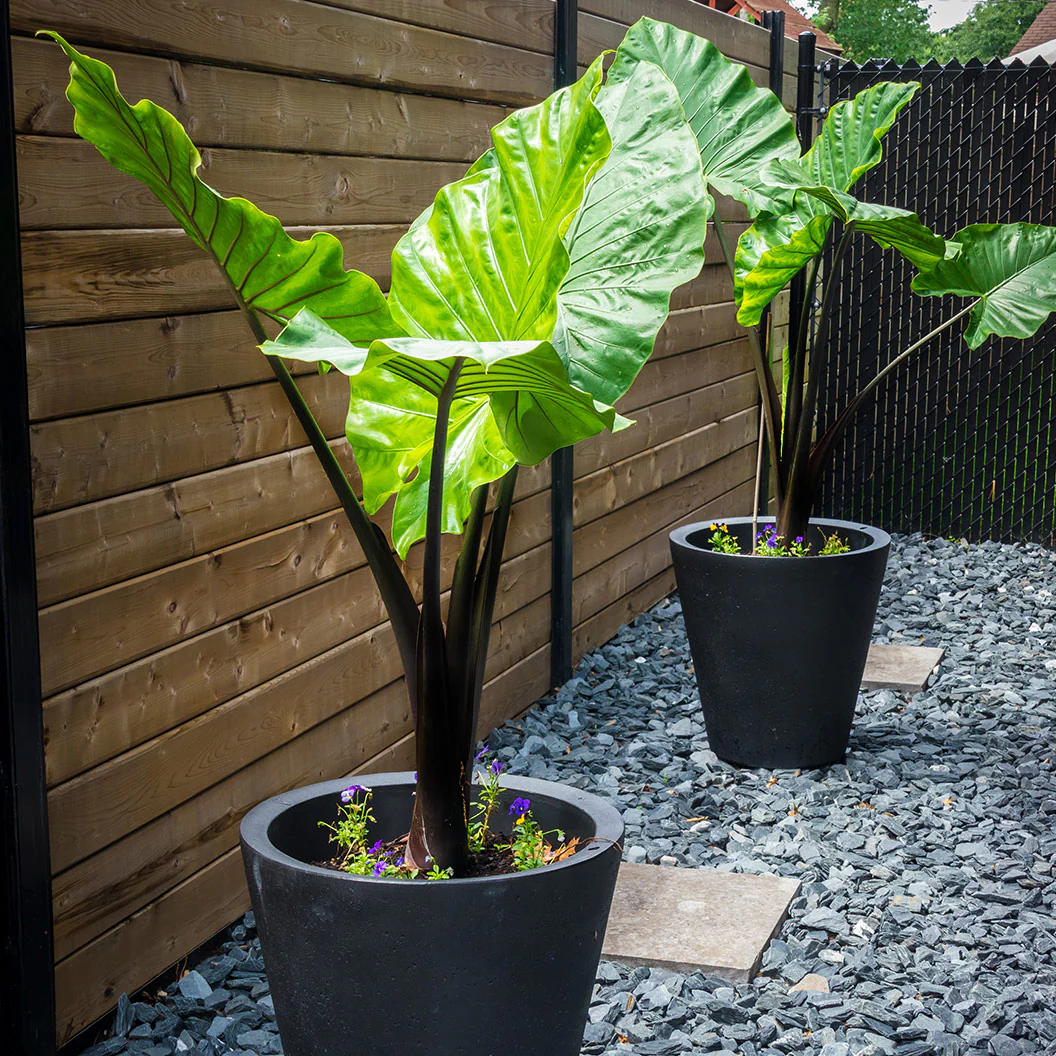 Alocasia Dark Star Shrub - Image 2
