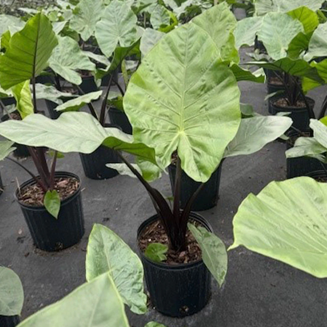 Alocasia Dark Star Shrub - Image 3