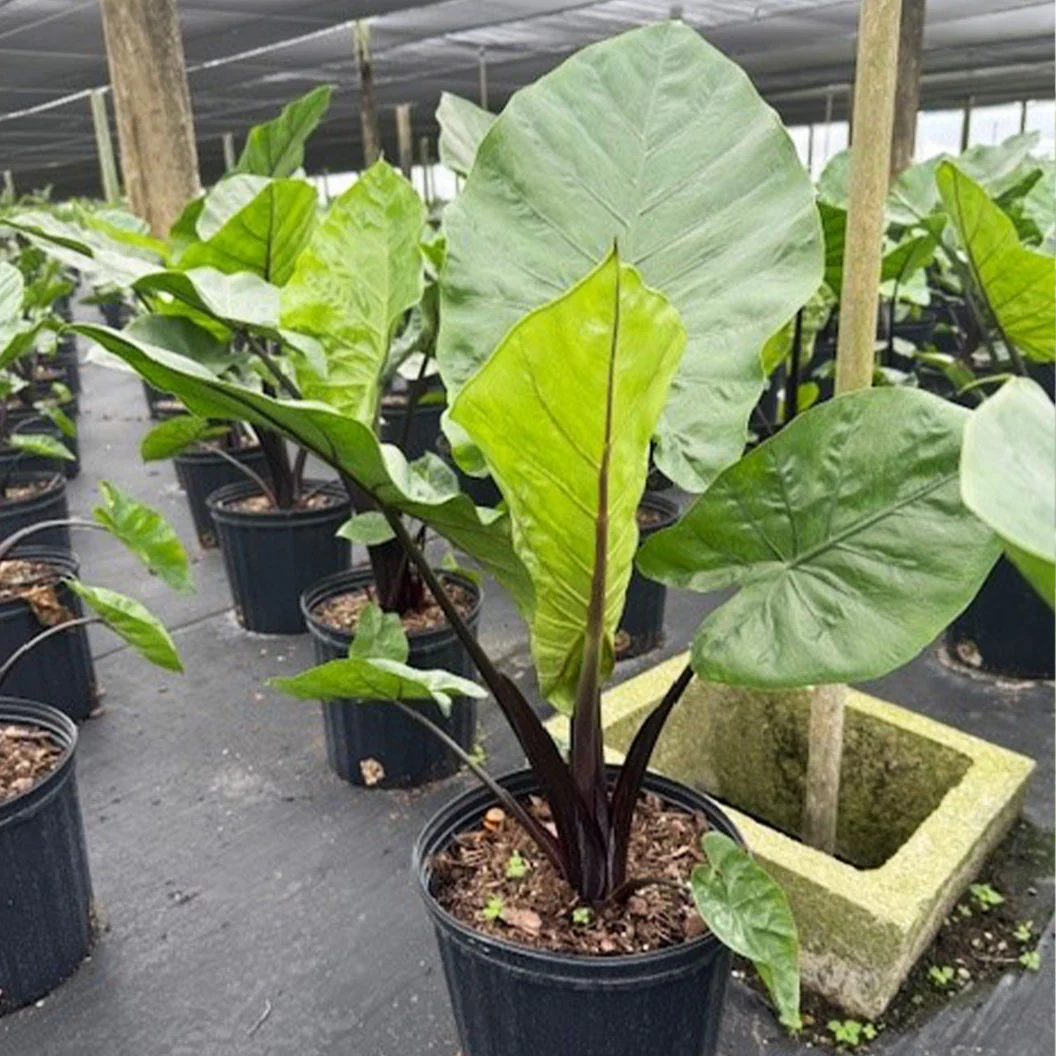 Alocasia Dark Star Shrub - Image 4