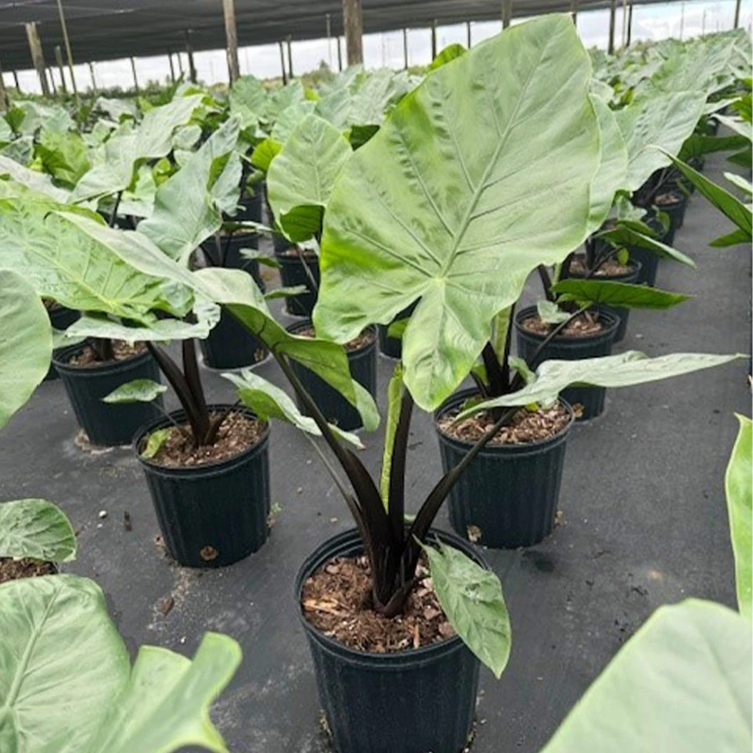 Alocasia Dark Star Shrub - Image 5