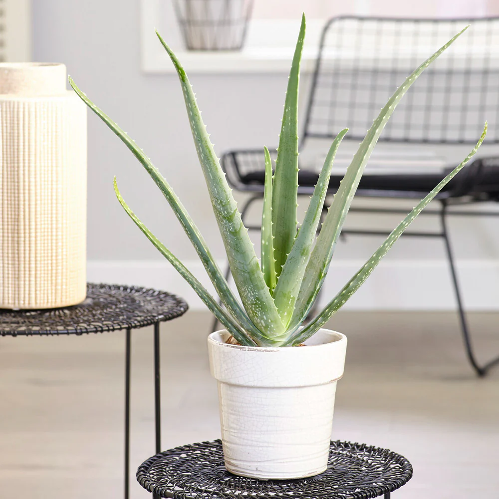 Aloe Vera Plant - Image 2