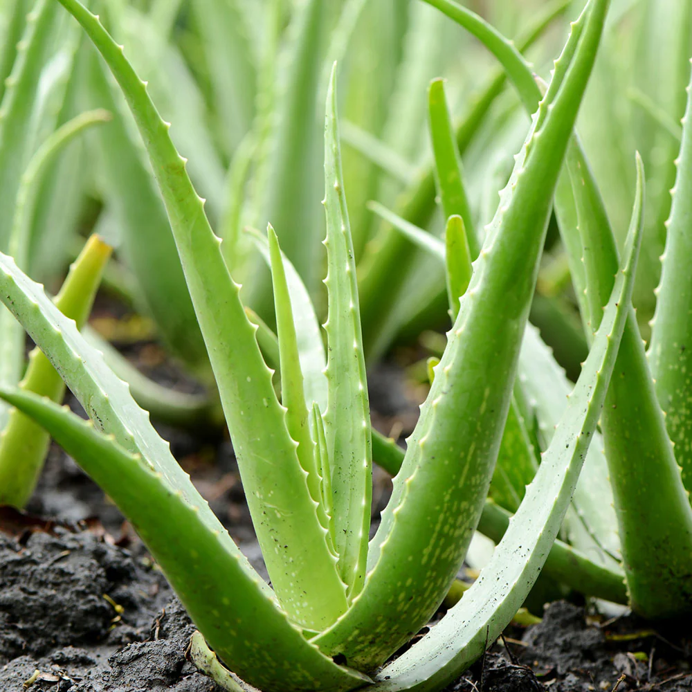 Aloe Vera Plant - Image 4