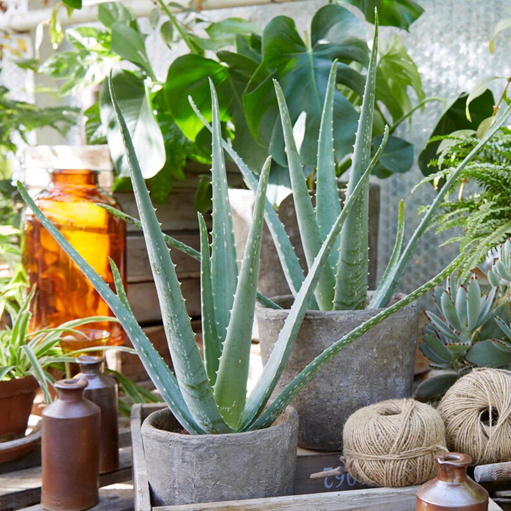 Aloe Vera Plant - Image 5
