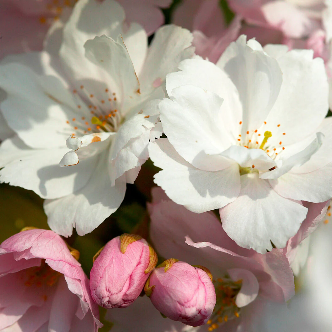 Amanogawa Flowering Cherry Tree - Image 3