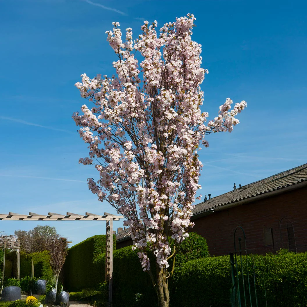 Amanogawa Flowering Cherry Tree - Image 4