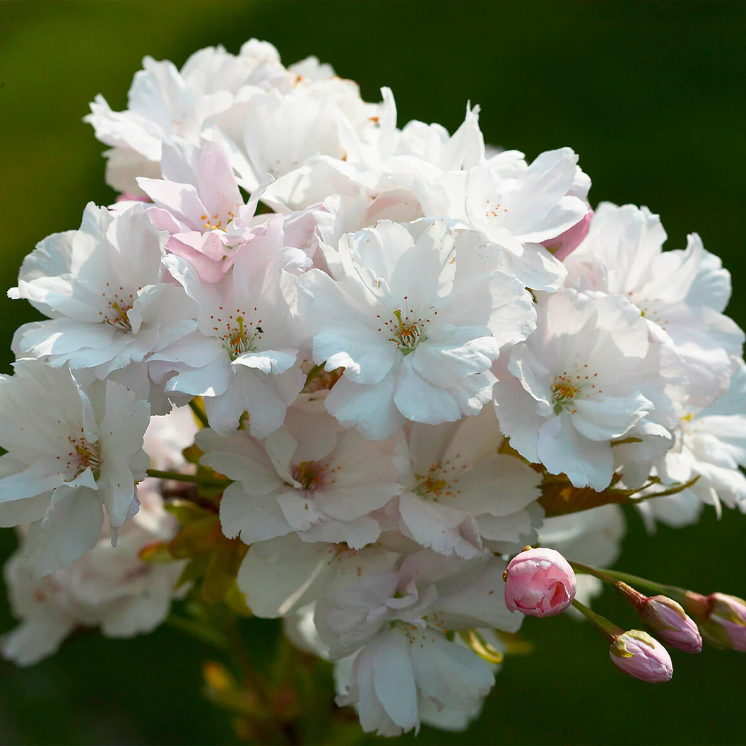 Amanogawa Flowering Cherry Tree - Image 5