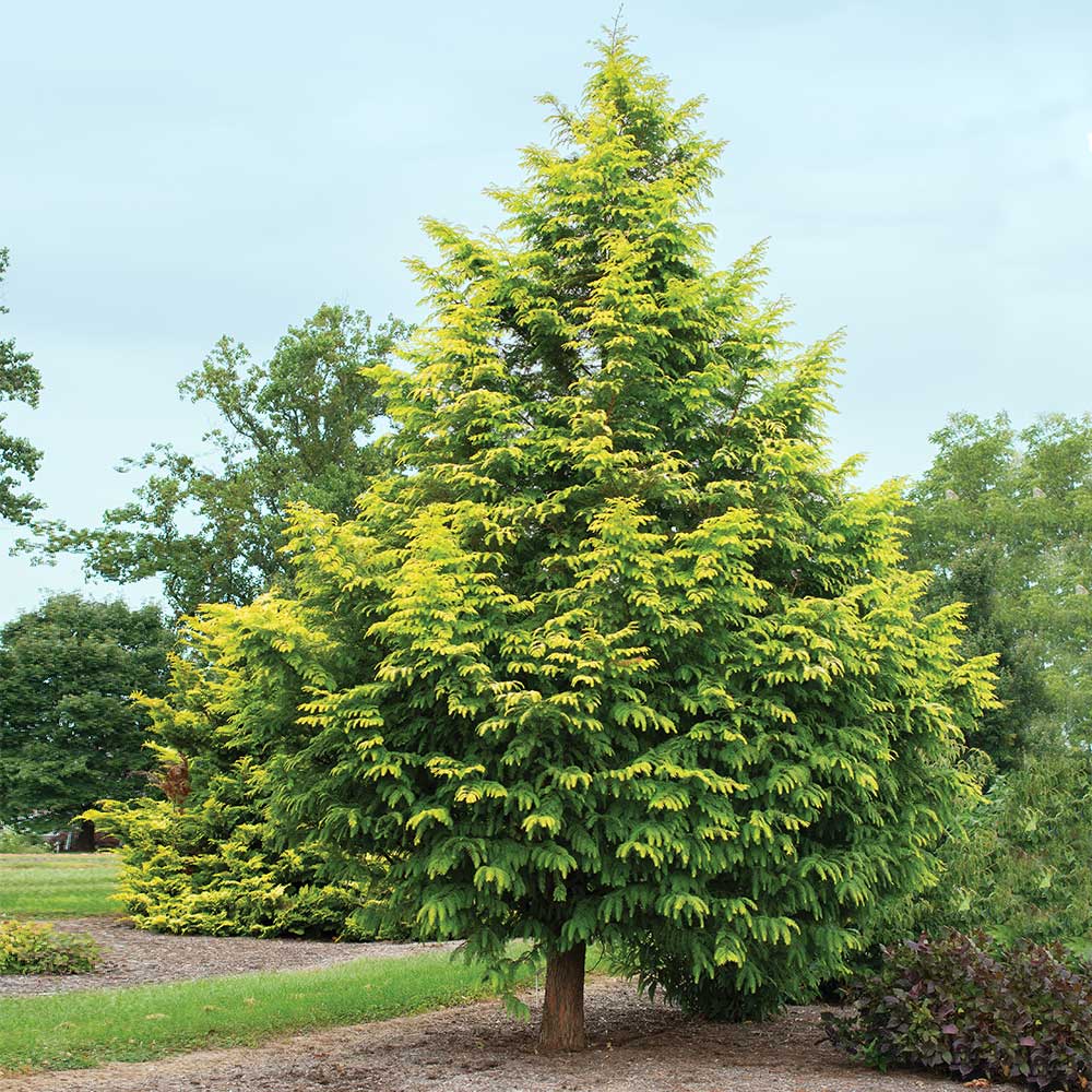 Amber Glow™ Redwood Tree - Image 3