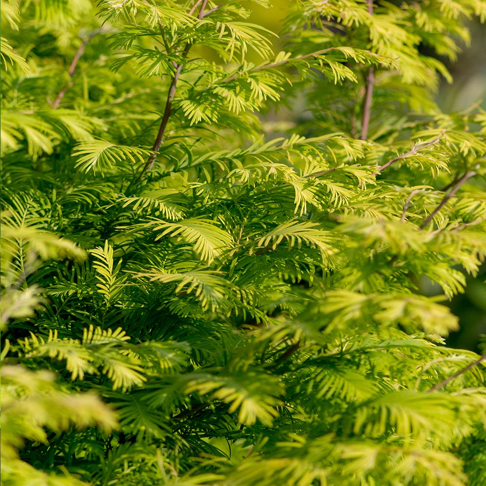 Amber Glow™ Redwood Tree - Image 4