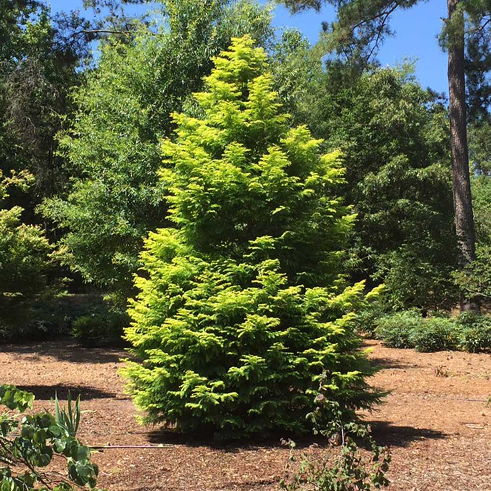 Amber Glow™ Redwood Tree - Image 5