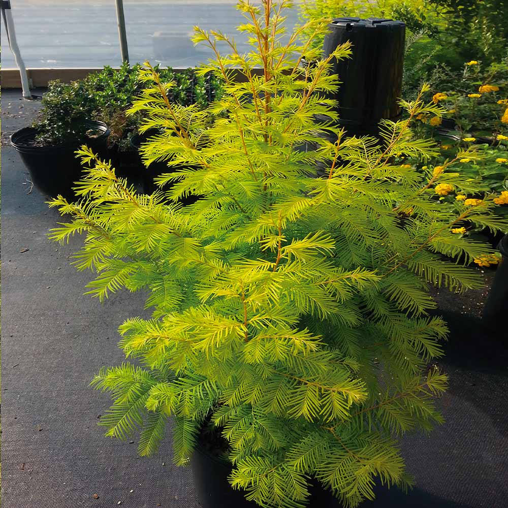 Amber Glow™ Redwood Tree - Image 6