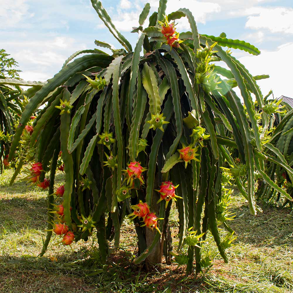 American Beauty Dragon Fruit Plant - Image 3