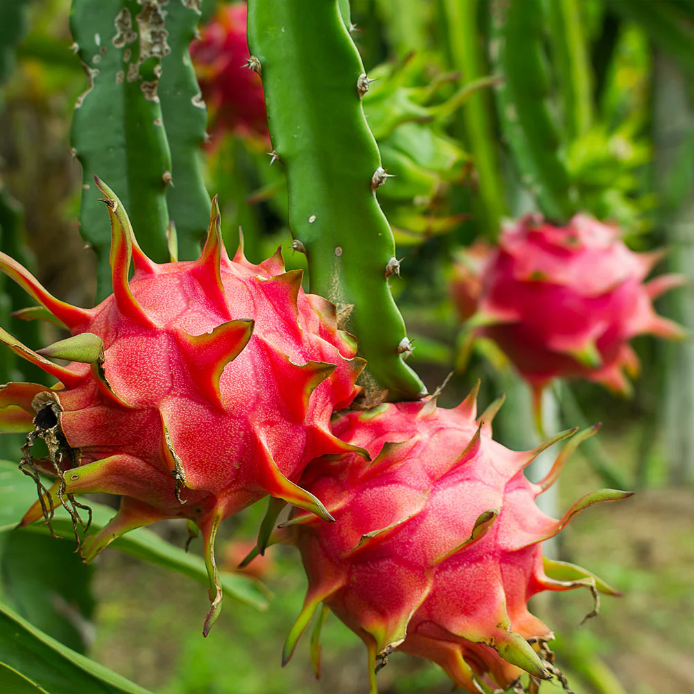 American Beauty Dragon Fruit Plant - Image 4