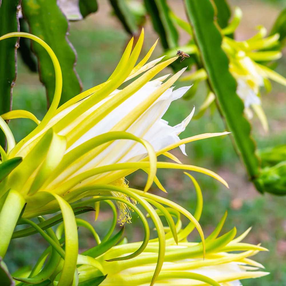 American Beauty Dragon Fruit Plant - Image 5