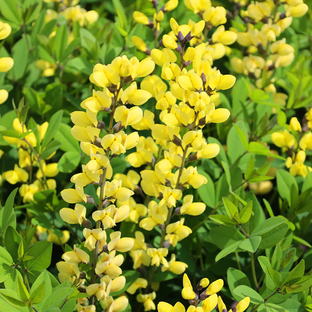 American Goldfinch Baptisia Plant - Image 2