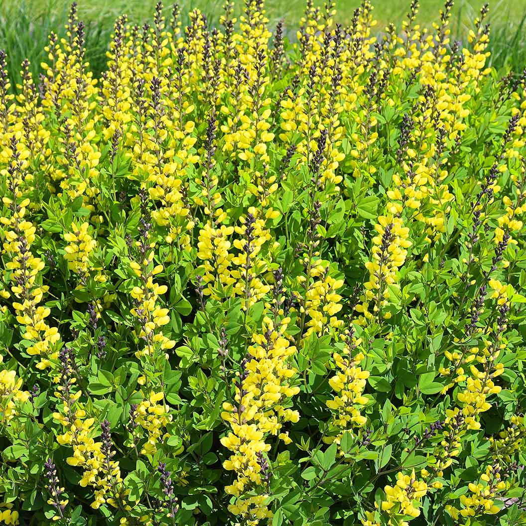 American Goldfinch Baptisia Plant - Image 3