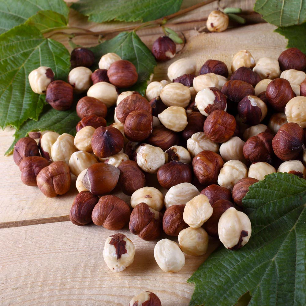 American Hazelnut Filbert Tree - Image 2