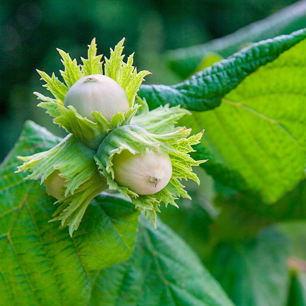 American Hazelnut Filbert Tree - Image 3