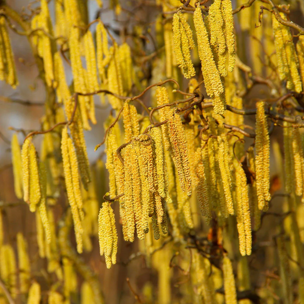 American Hazelnut Filbert Tree - Image 4