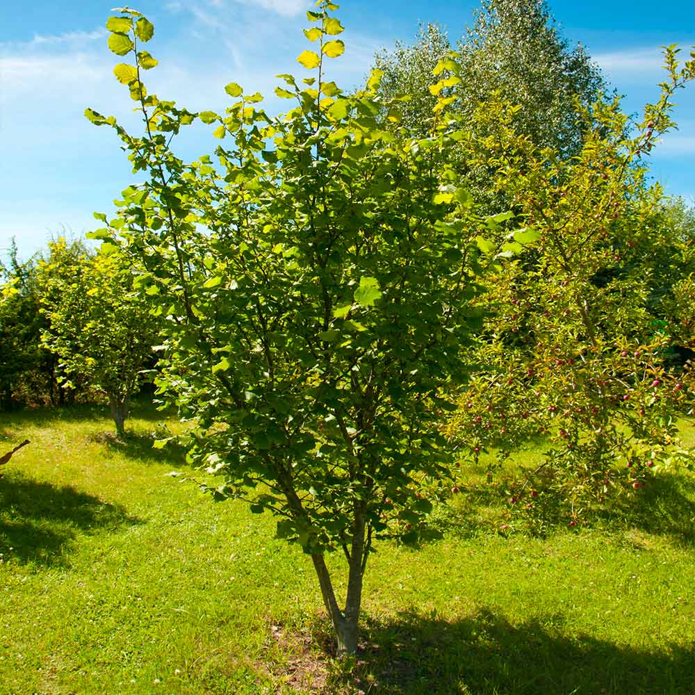 American Hazelnut Filbert Tree - Image 5