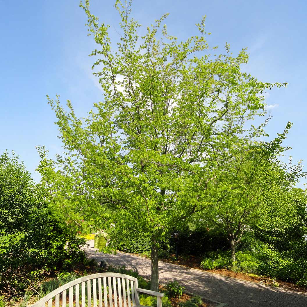 American Hornbeam Tree - Image 2