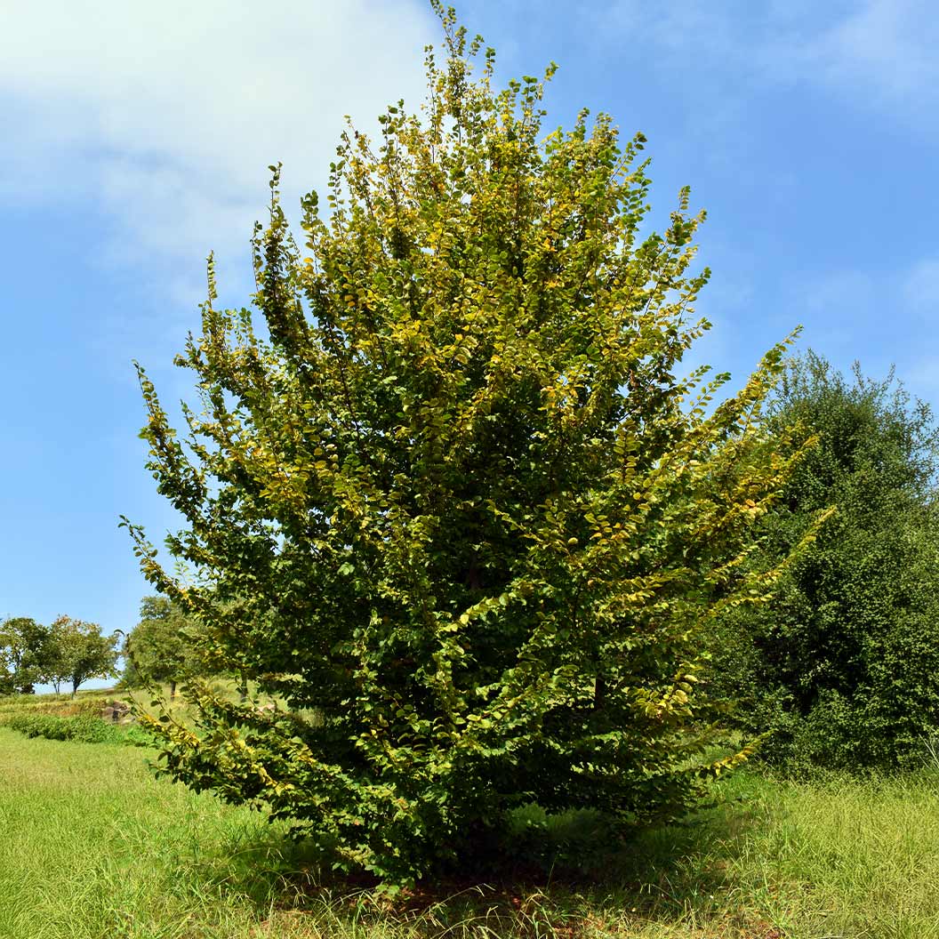 American Hornbeam Tree - Image 3