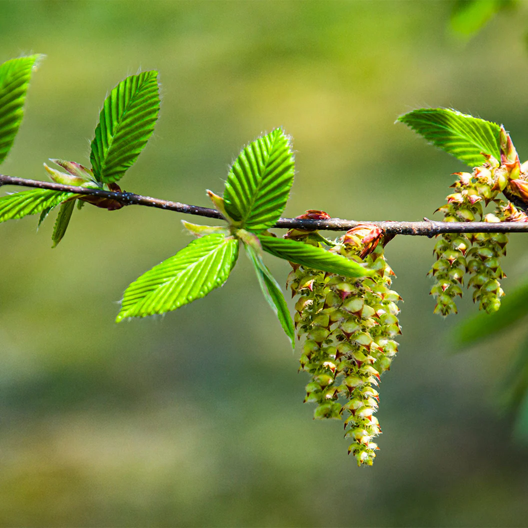 American Hornbeam Tree - Image 4